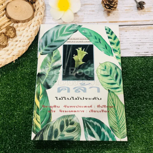 คล้า ไม้ใบไม้ประดับ รูปที่ 1