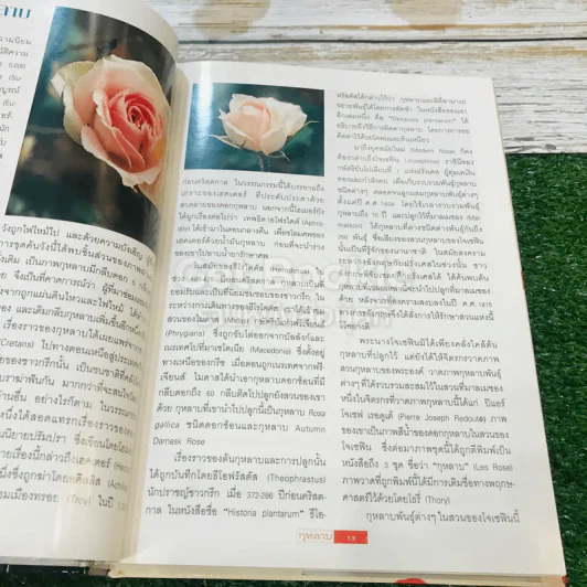 กุหลาบ ราชินีดอกไม้ รูปที่ 13