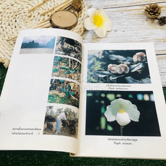 กล้วยไม้รองเท้านารี วิธีปลูกเลี้ยงและปัญหาอนุรักษ์ธรรมชาติ รูปที่ 12