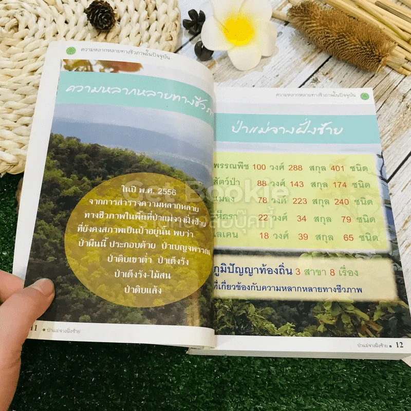 ป่าแม่จางฝั่งซ้าย ความหลากหลายทางชีวภาพที่มีคุณค่าควรแก่การอนุรักษ์ รูปที่ 12