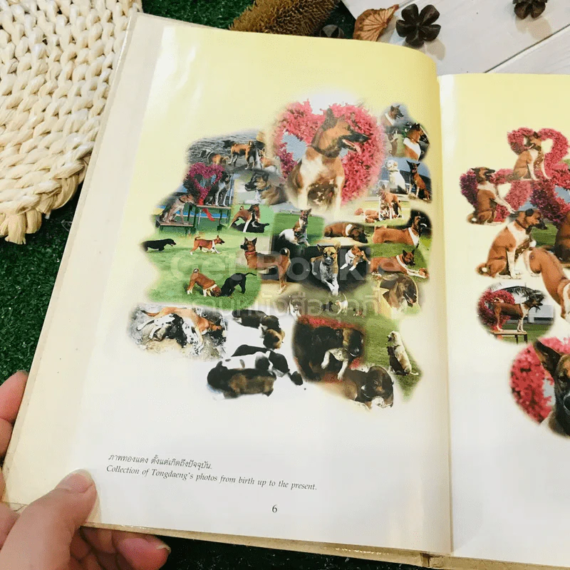 เรื่อง ทองแดง The Story of Tongdaeng (ปกแข็ง) รูปที่ 9