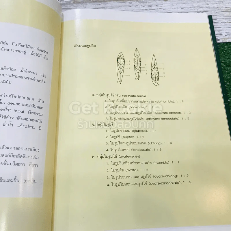 แมกโนเลียเมืองไทย Thai Magnoliaceae รูปที่ 14