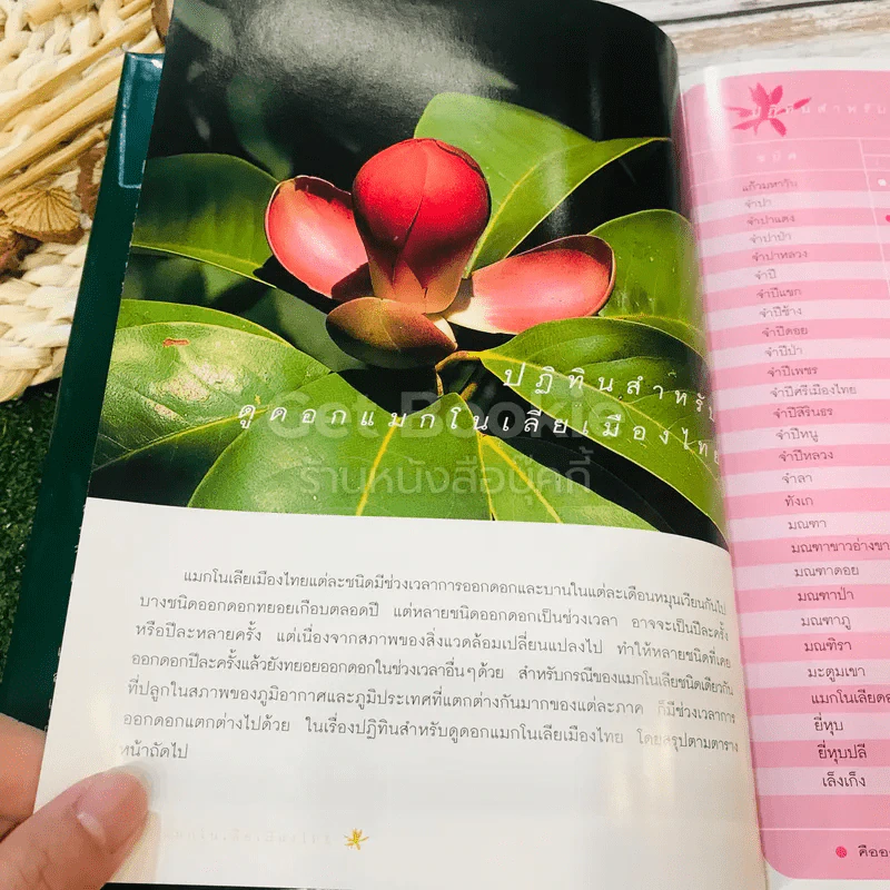 แมกโนเลียเมืองไทย Thai Magnoliaceae รูปที่ 17