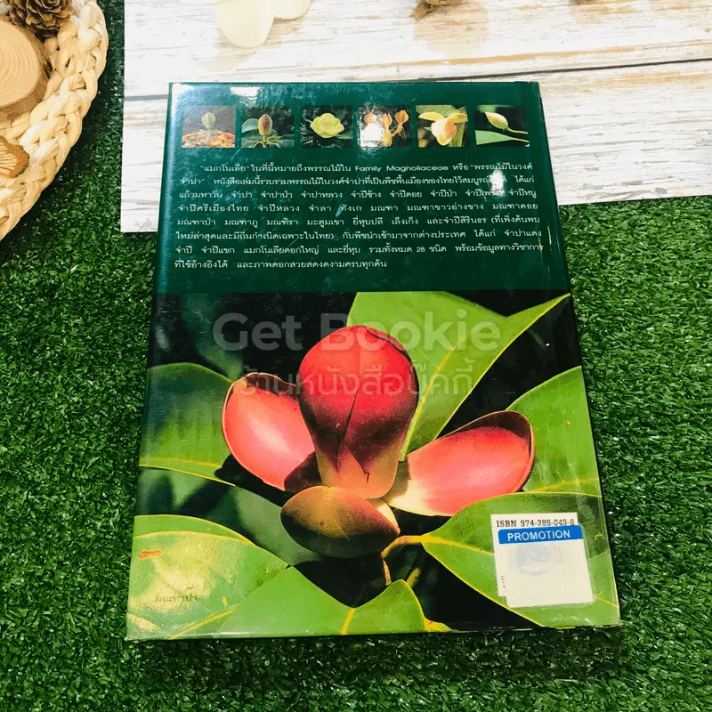 แมกโนเลียเมืองไทย Thai Magnoliaceae รูปที่ 21