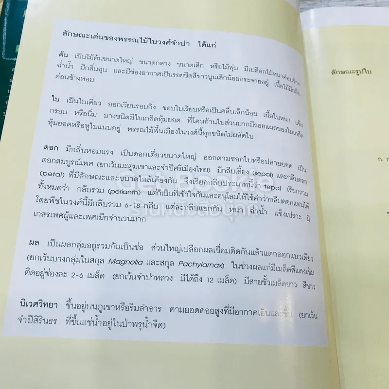 แมกโนเลียเมืองไทย Thai Magnoliaceae รูปที่ 13