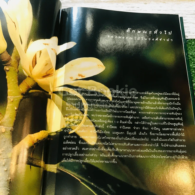 แมกโนเลียเมืองไทย Thai Magnoliaceae รูปที่ 12