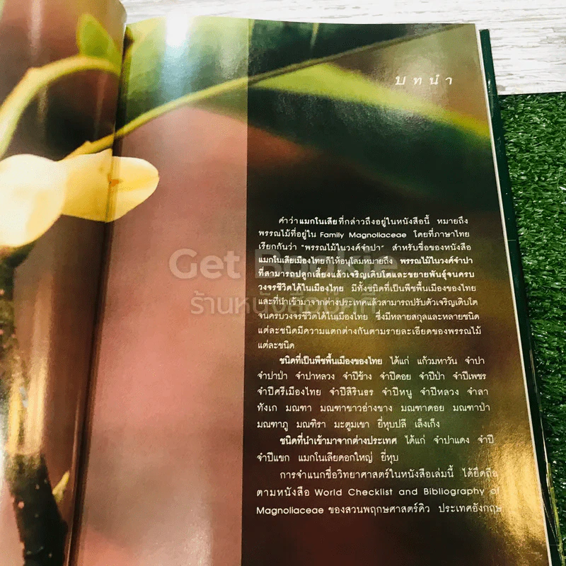 แมกโนเลียเมืองไทย Thai Magnoliaceae รูปที่ 11