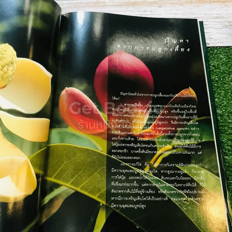 แมกโนเลียเมืองไทย Thai Magnoliaceae รูปที่ 20