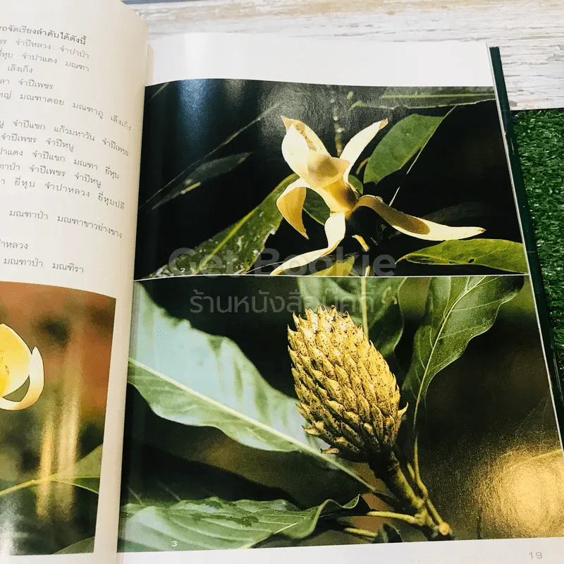 แมกโนเลียเมืองไทย Thai Magnoliaceae รูปที่ 16