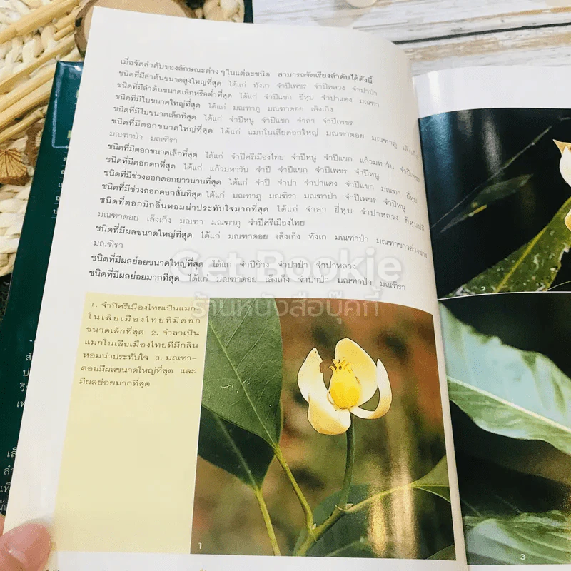 แมกโนเลียเมืองไทย Thai Magnoliaceae รูปที่ 15