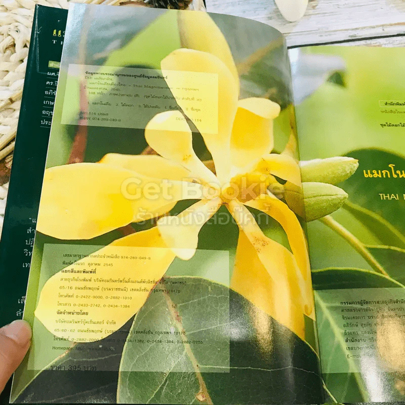 แมกโนเลียเมืองไทย Thai Magnoliaceae รูปที่ 6