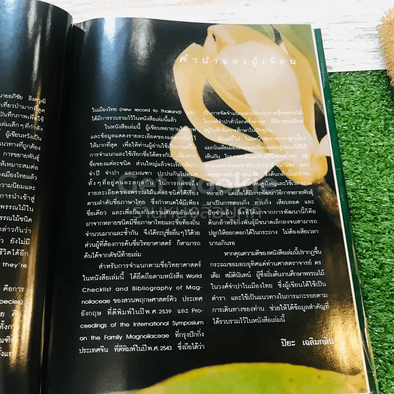 แมกโนเลียเมืองไทย Thai Magnoliaceae รูปที่ 10