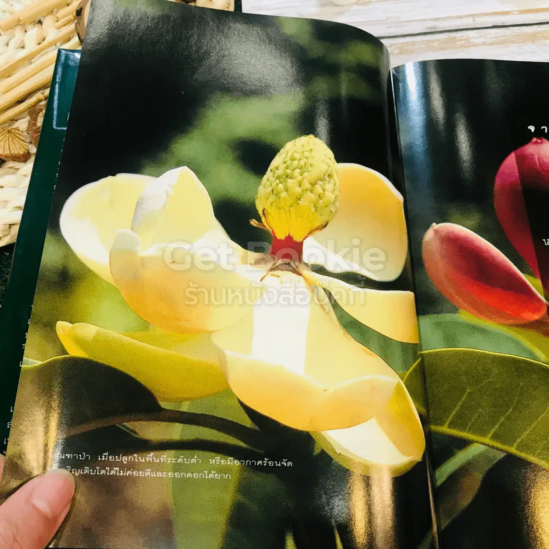 แมกโนเลียเมืองไทย Thai Magnoliaceae รูปที่ 19