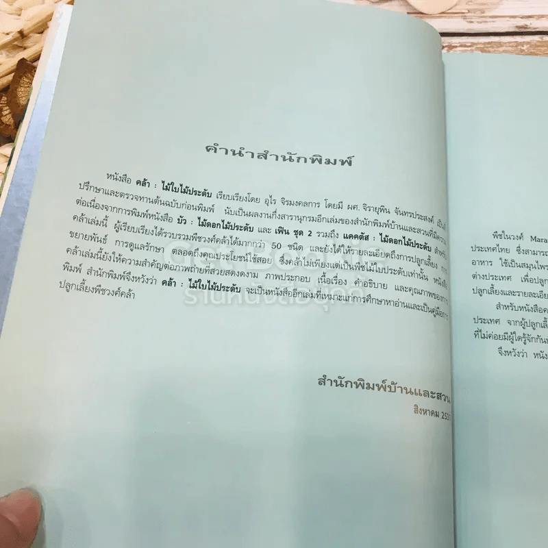 คล้า ไม้ใบไม้ประดับ รูปที่ 7