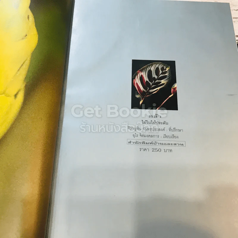 คล้า ไม้ใบไม้ประดับ รูปที่ 4