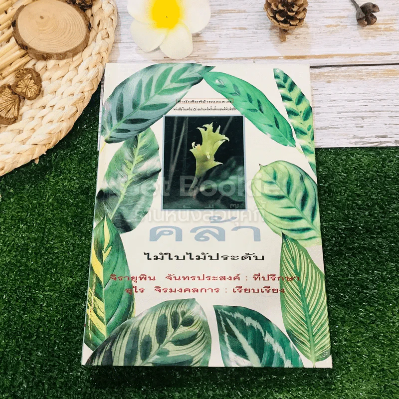 คล้า ไม้ใบไม้ประดับ รูปที่ 1