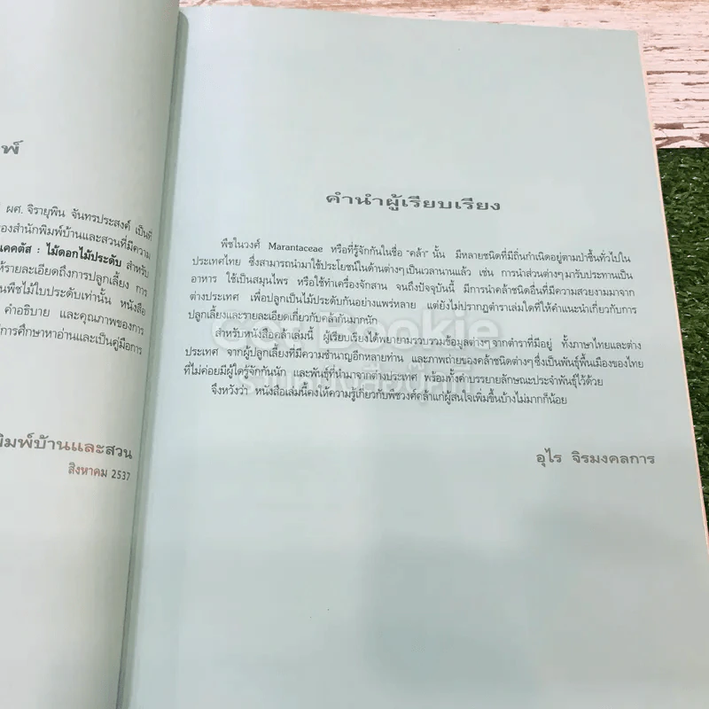 คล้า ไม้ใบไม้ประดับ รูปที่ 8