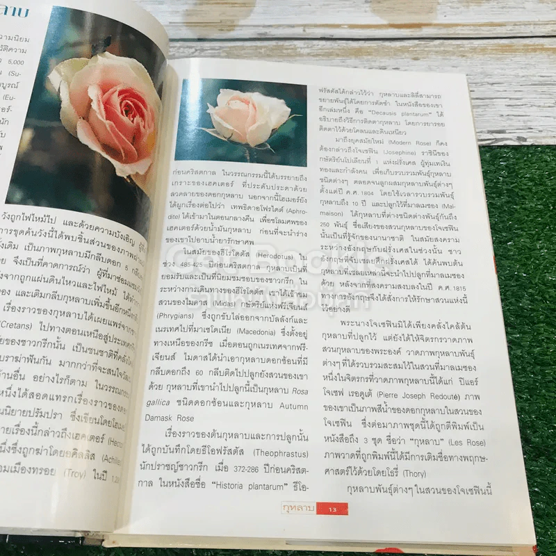 กุหลาบ ราชินีดอกไม้ รูปที่ 13
