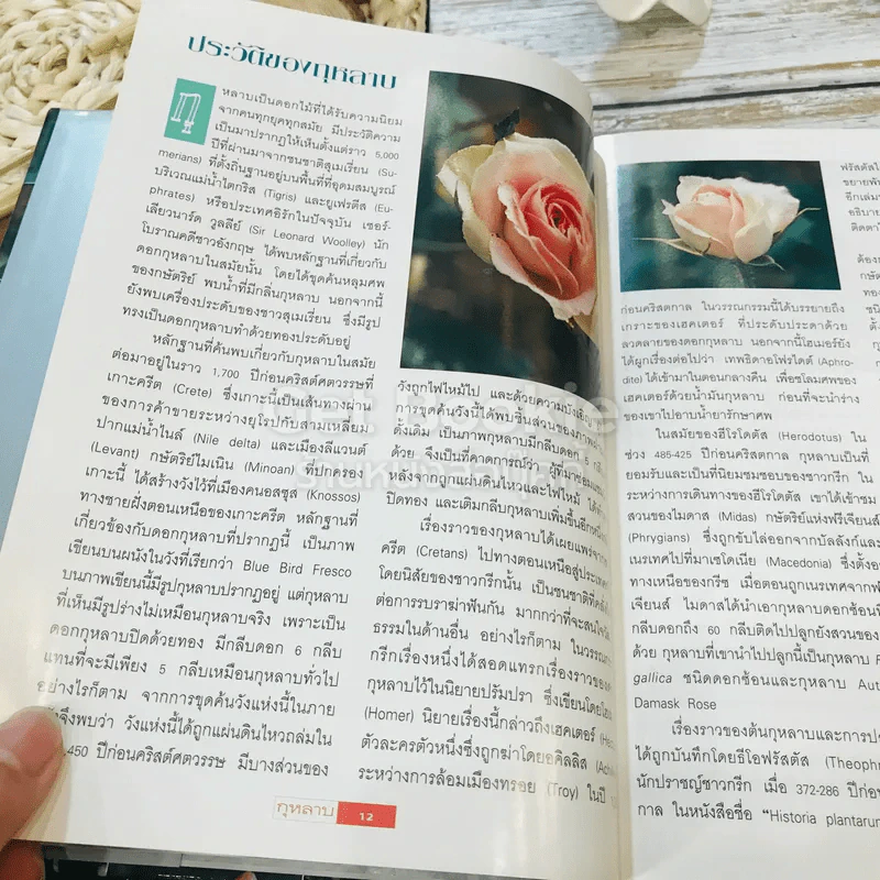 กุหลาบ ราชินีดอกไม้ รูปที่ 12