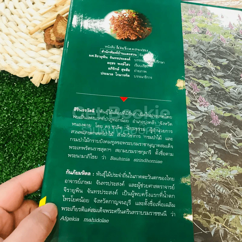 ไม้เลื้อยประดับ รูปที่ 4