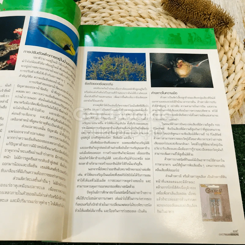 Advanced Thailand Geographic ฉบับที่ 67 รูปที่ 12