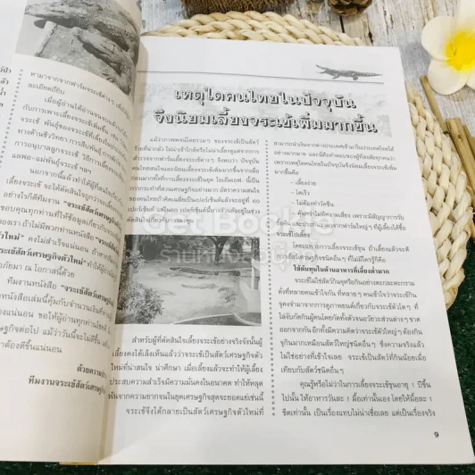 สัตว์เศรษฐกิจตัวใหม่ จระเข้ รูปที่ 11