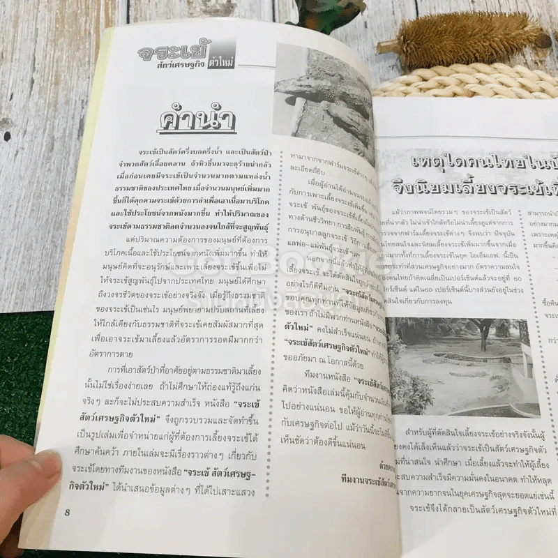 สัตว์เศรษฐกิจตัวใหม่ จระเข้ รูปที่ 10
