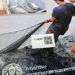 การเลี้ยงปลาช่อน รูปที่ 11