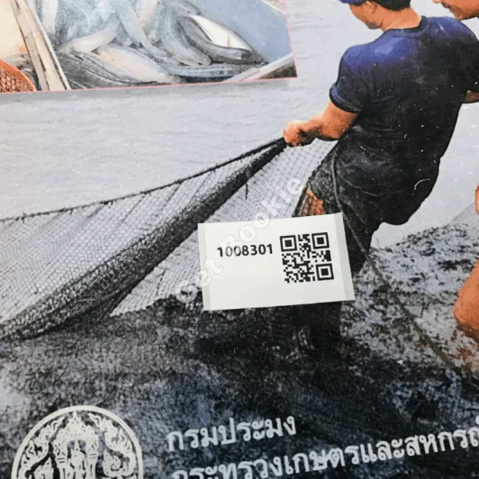 การเลี้ยงปลาช่อน รูปที่ 11