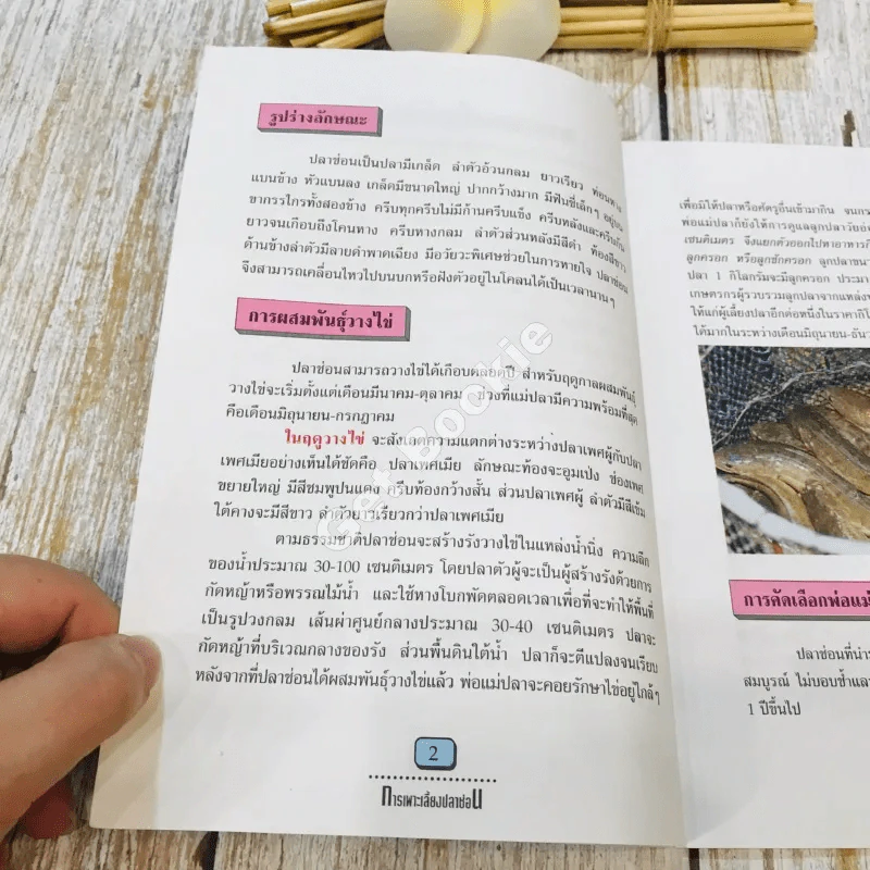 การเลี้ยงปลาช่อน รูปที่ 8