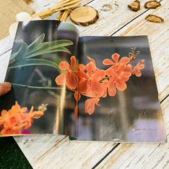 คู่มือเลี้ยงกล้วยไม้ Orchid รูปที่ 6