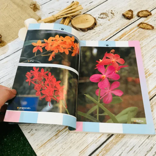 คู่มือเลี้ยงกล้วยไม้ Orchid รูปที่ 8