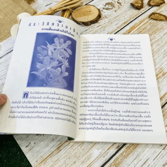 คู่มือเลี้ยงกล้วยไม้ Orchid รูปที่ 11