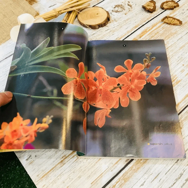 คู่มือเลี้ยงกล้วยไม้ Orchid รูปที่ 6