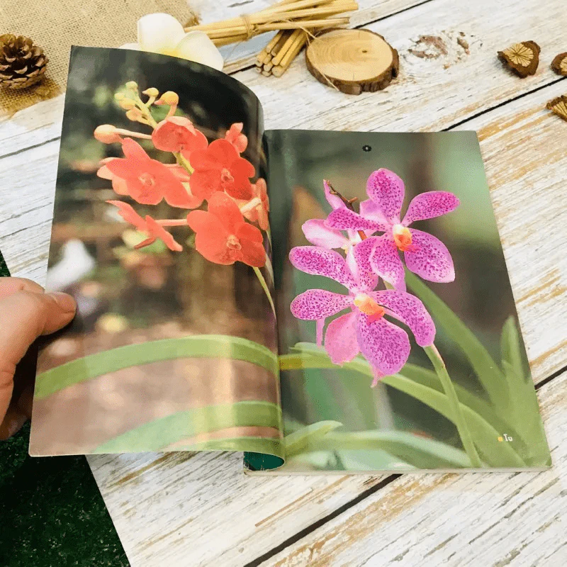 คู่มือเลี้ยงกล้วยไม้ Orchid รูปที่ 4