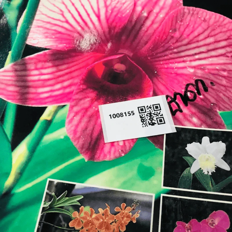 คู่มือเลี้ยงกล้วยไม้ Orchid รูปที่ 13
