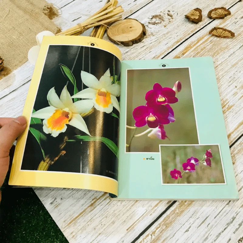 คู่มือเลี้ยงกล้วยไม้ Orchid รูปที่ 5