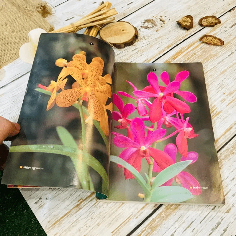 คู่มือเลี้ยงกล้วยไม้ Orchid รูปที่ 7