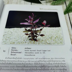 60 ชนิดพรรณไม้น้ำประดับของไทย รูปที่ 10