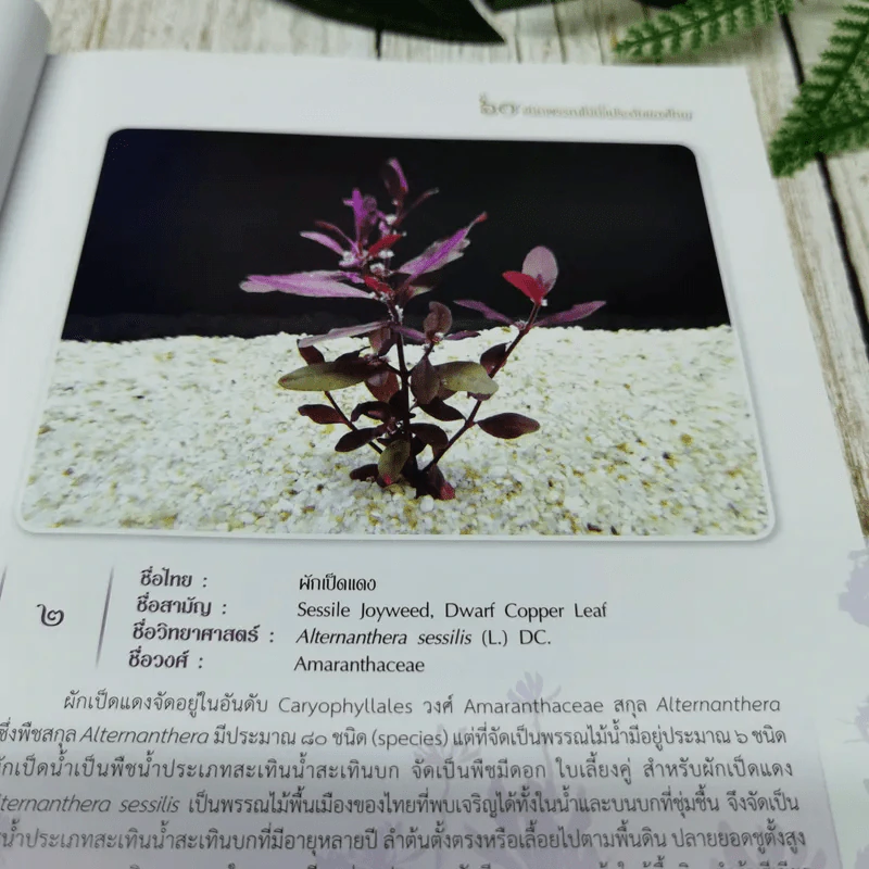 60 ชนิดพรรณไม้น้ำประดับของไทย รูปที่ 10