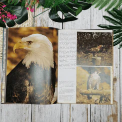 Birds - David J. Coffey รูปที่ 8