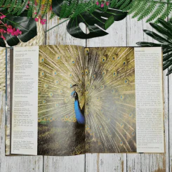 Birds - David J. Coffey รูปที่ 7