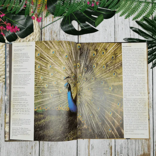 Birds - David J. Coffey รูปที่ 7