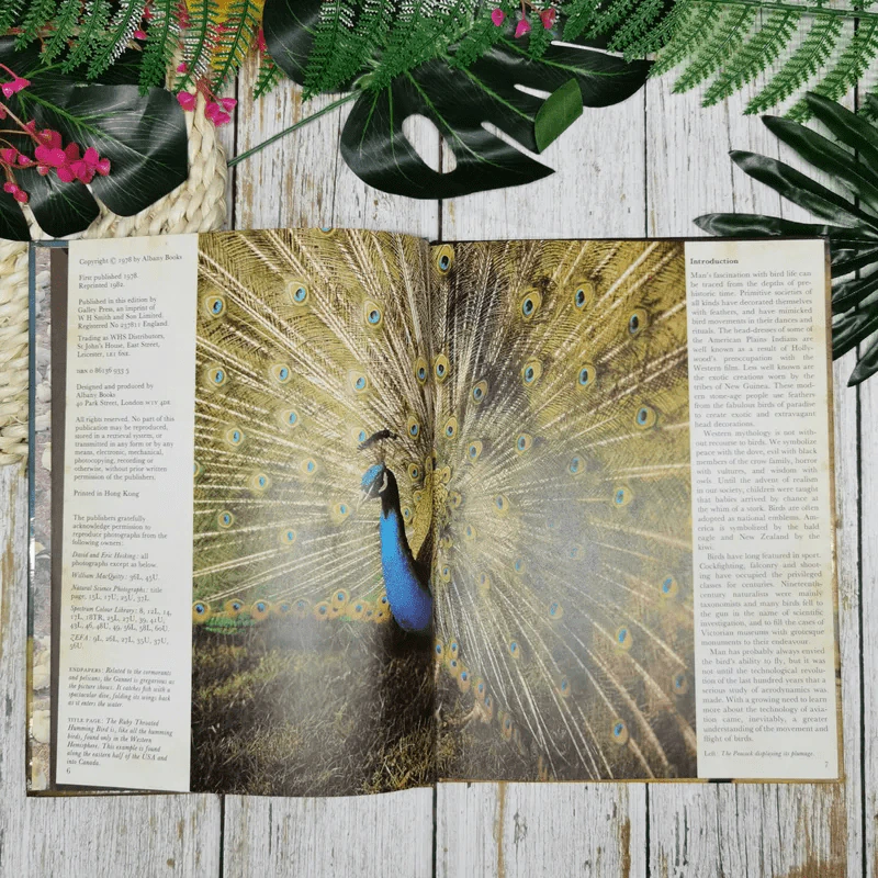 Birds - David J. Coffey รูปที่ 7