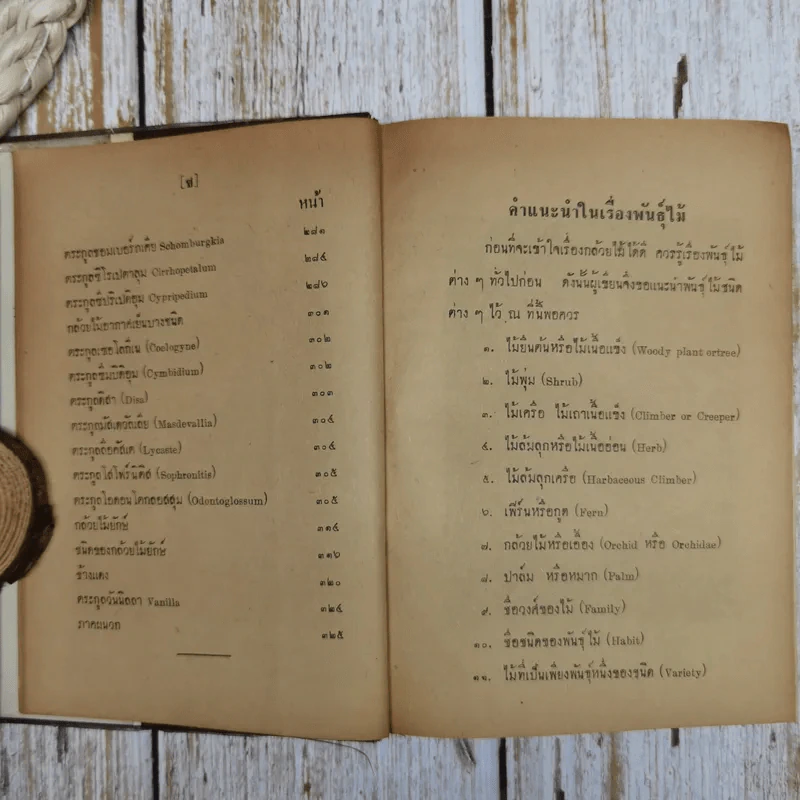 กล้วยไม้ รูปที่ 8