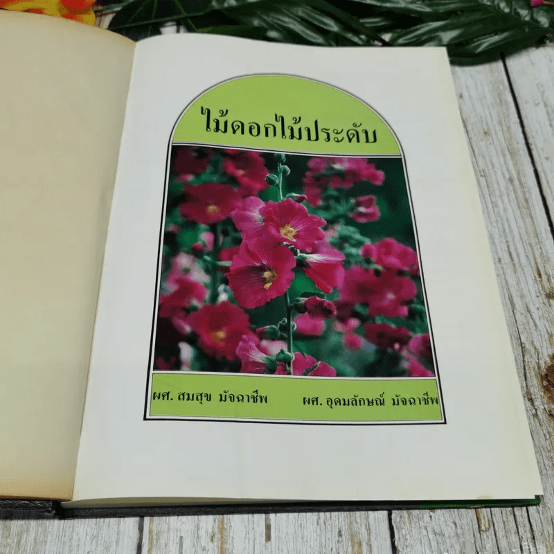 ไม้ดอกไม้ประดับ รูปที่ 5