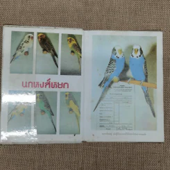 ตำราเลี้ยงและผสมพันธุ์นกหงส์หยก (Budgerigars) รูปที่ 5