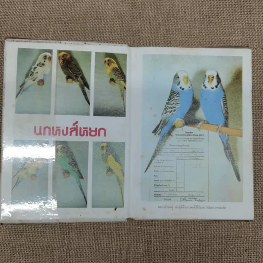 ตำราเลี้ยงและผสมพันธุ์นกหงส์หยก (Budgerigars) รูปที่ 5