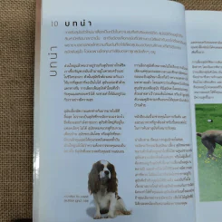 เลือกหมาให้เหมาะกับคุณ Choosing the right dog for you รูปที่ 10