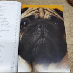 Dogs In The Book 32 หมาที่คนอยากอวด รูปที่ 9